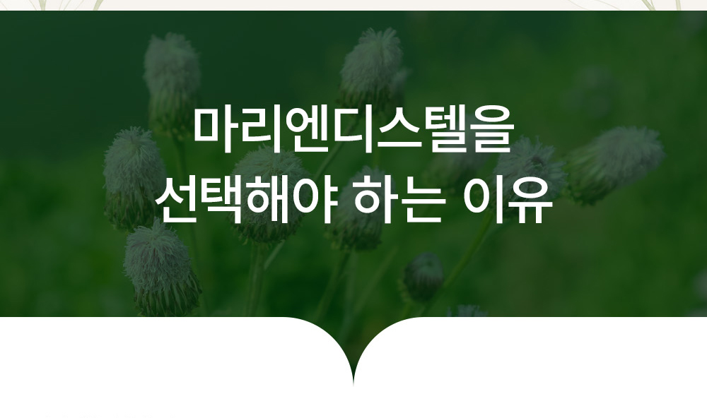 마리엔디스텔 상세 이미지 4