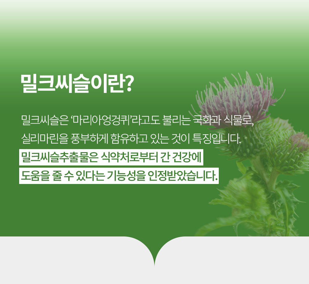 마리엔디스텔 상세 이미지 7